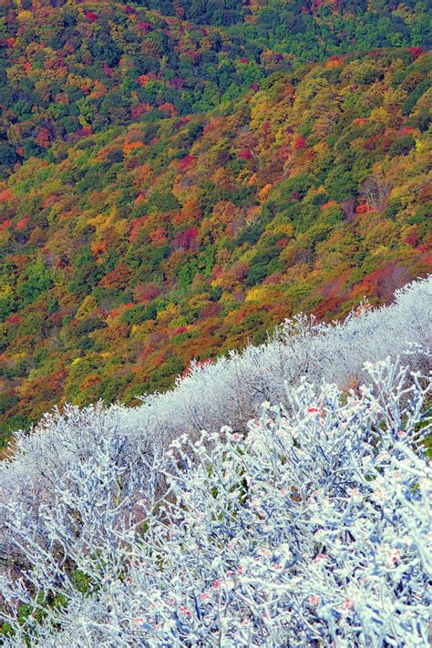 Early Winter Snow And Rime Ice On Mountainside With Fall Color In The