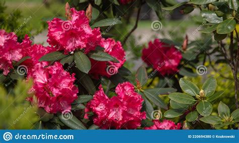 Pink Rhododendron Flower Pacific Rhododendron Stock Photo Image Of