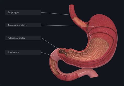 The Journey Of Food In The Stomach Anatomy Snippets Complete Anatomy