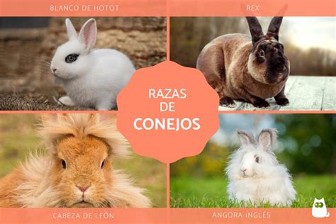 Razas De Conejos Y Sus Características ¡con Fotos