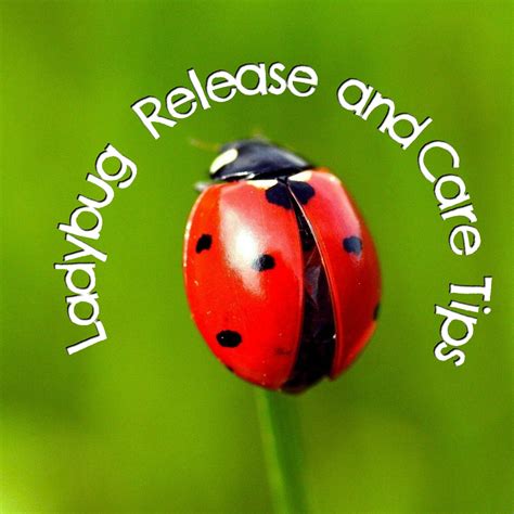 ladybug release and care tips the mis adventures of a homesteadin mama