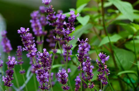 How To Grow English Lavender Plants Lavender Plant English Lavender