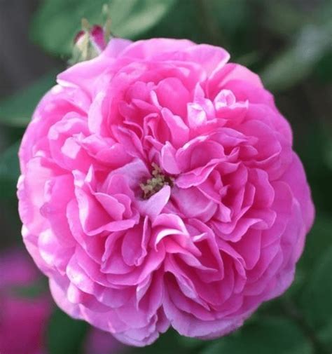 Cabbage Rose - Rogue Valley Roses