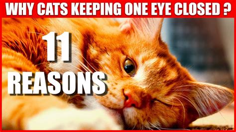 11 Surprising Reasons Why Your Cat May Be Keeping One Eye Closed Youtube