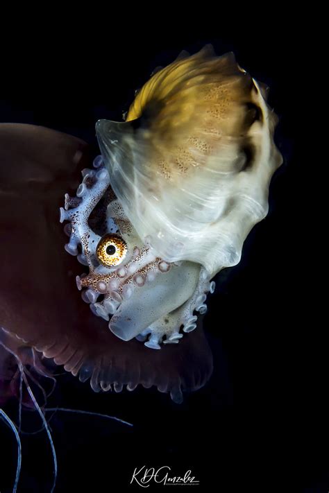 Paper Nautilusargonaut On Jellyfish Karyll Gonzalez Flickr