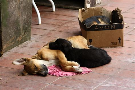 Perros Durmiendo Alejandro Mallea Flickr