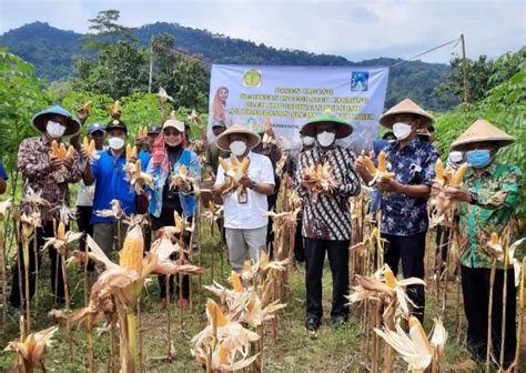 Bersama Pemda Sleman Kementan Panen Jagung Integrated Farming