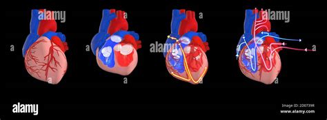 Human Heart Circulatory And Electrical System 3d Illustration Cross