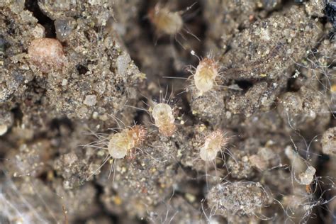Microscopic Pests Harmful Bugs Hiding In Plain Sight