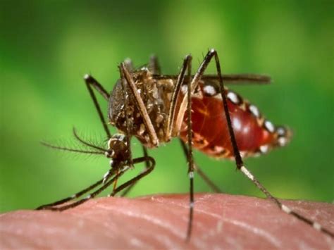 First Case Of Zika Virus Reported In Jamaica Jamaicans Com
