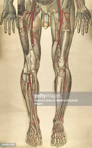 Dorsal Venous Arch Photos And Premium High Res Pictures Getty Images
