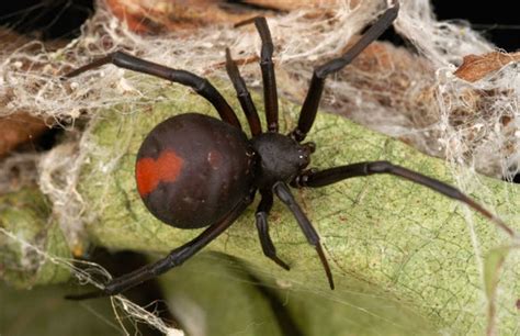 Man On Bathroom Break Gets Penis Bit By Venomous Spider Complex