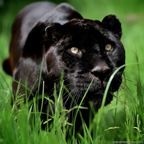 Brookshaw Photography Big Cats Photography Big Cats Black Jaguar
