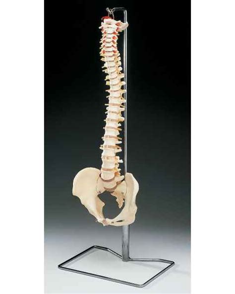 Spine Anatomical Models Spine Education Models