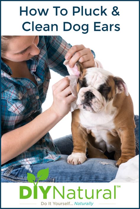 How To Clean Dog Ears Removing The Hair And Cleaning Them
