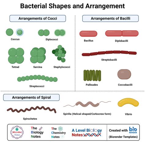 Morphology Of Bacteria Sizes Shapes Arrangements Examples What Is