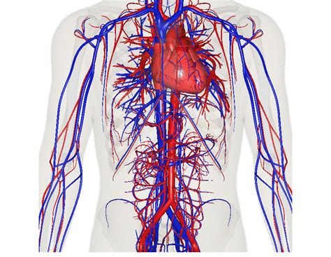 Circulatory System Holistic Healthjam