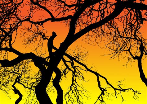 Tree At Sunset Silhouette Free Stock Photo Public Domain Pictures