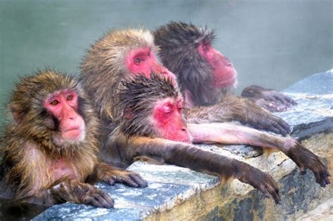 Look Japanese Macaques Bathe In Hot Spring Lifestyleinq