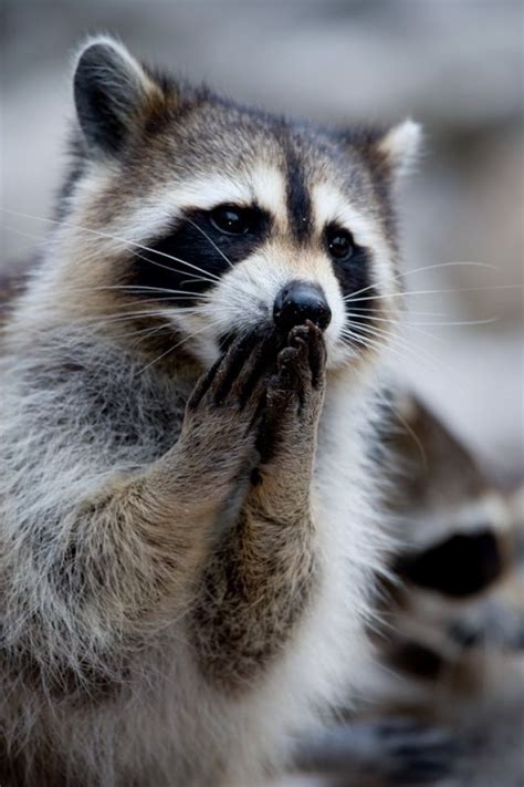 A Raccoon Is Standing On Its Hind Legs And Looking At The Camera With