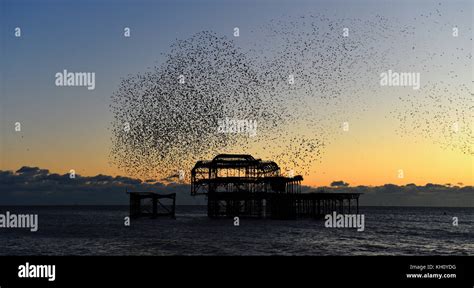 Brighton Uk 12th November 2017 A Spectacular Starling Murmuration