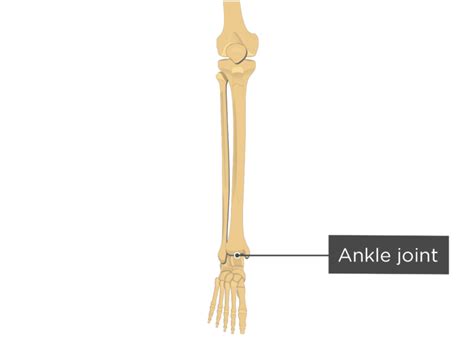 Tibia Labeled