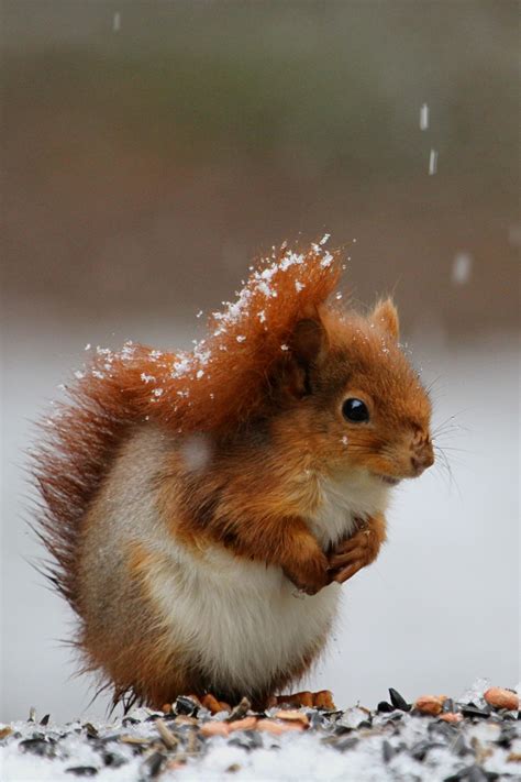 Imprimer la fiche animaux de neige (voir matériel): Ecureuil sous la neige photo et image | animaux, animaux ...