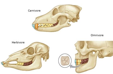 Omnivore Teeth Diagram