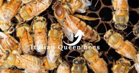 Italian Queen Bee A Leader In The Making