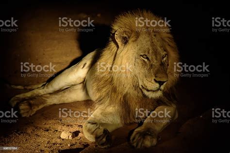 Magnificent Male Lion At Night Stock Photo Download Image Now