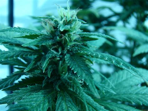 Mako Haze Kiwiseeds Cannabis Strain Info