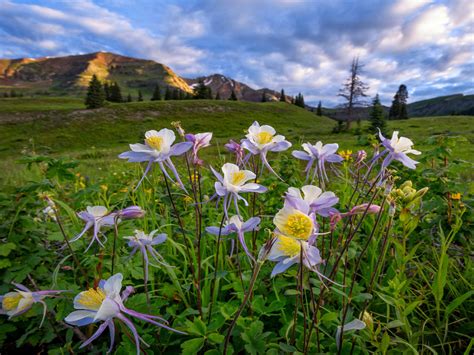 Wild Flowers In Colorado Western Us State Landscape Nature
