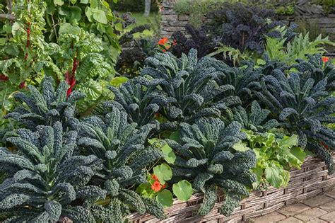 Kale Growing Guides Tips And Information Gardeners Path