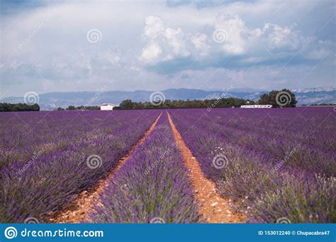 Blossom Purple Lavender Fields In Summer Landscape Near Valensole