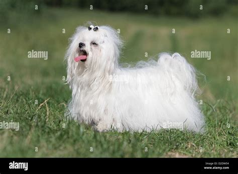Dog Maltese Dog Bichon Maltais Adult Standing In The Grass Stock