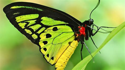 Green Butterfly Wallpaper 65 Pictures