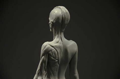 Learn more about how muscles work, what they look like, and how they're treated. Anatomy Tools - 9 ways to draw accurate human form