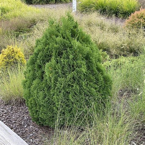Thuja Occidentalis Holmstrup Midwest Groundcovers Llc