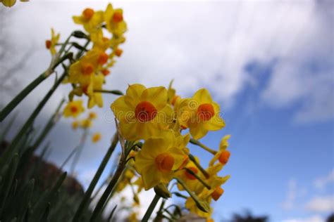 A Bunch Of Australian Daffodil Flowers Against Cloudy Blue Sky Stock