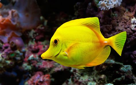Important Information Beautiful Fish Pictures And Wallpaper