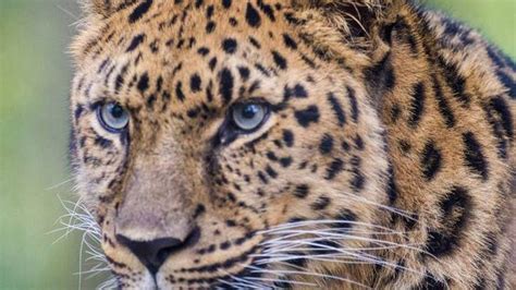 Rare Amur Leopard Dies At Jacksonville Zoo And Gardens