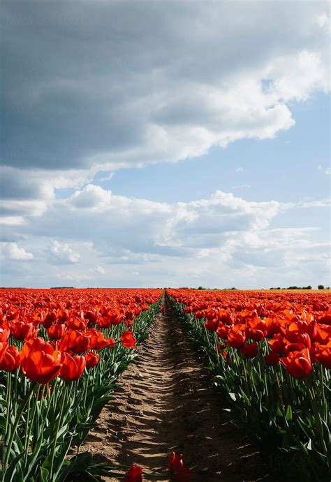A Dirt Path Leading Through A Field Of Red Tulips Under A Cloudy Sky