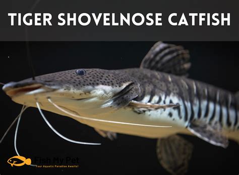 Tiger Shovelnose Catfish Care Guide Fishmypet Com
