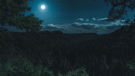 Download 1920x1080 Wallpaper Green Forest Trees Night Moon Nature