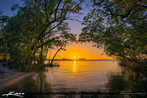 Indian River Lagoon Mangrove Jensen Beach Florida Royal Stock Photo