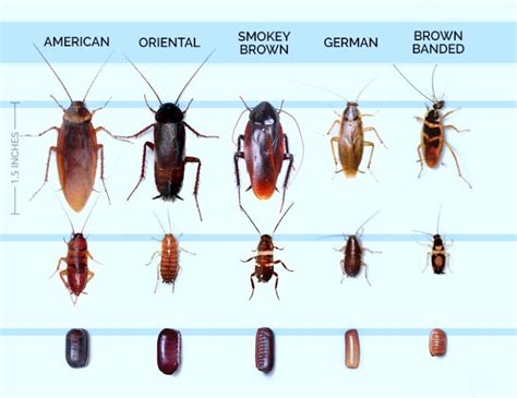 Understanding And Controlling Cockroaches Know Your Pest