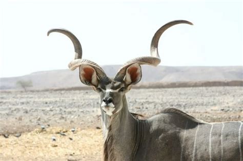 The Ultimate African Animals With Horns List Safari Near