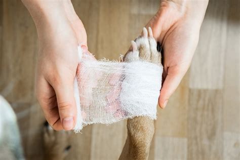 How To Treat Minor Pet Wounds At Home Oakland Veterinary Referral