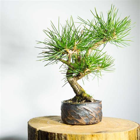 Bonsai Tree Shohin Japanese Black Pine 365 Free Delivery