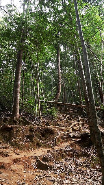 Gunung lambak in malaysia's johor state is a great training or beginners hike. Gunung Lambak - Yukiko Tan